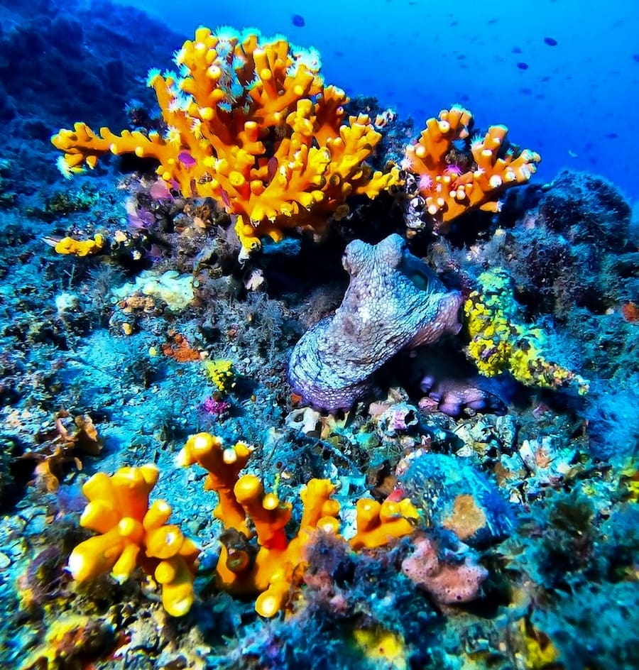 Bucear en La Herradura