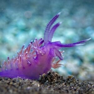 Nudibranquios en La Herradura