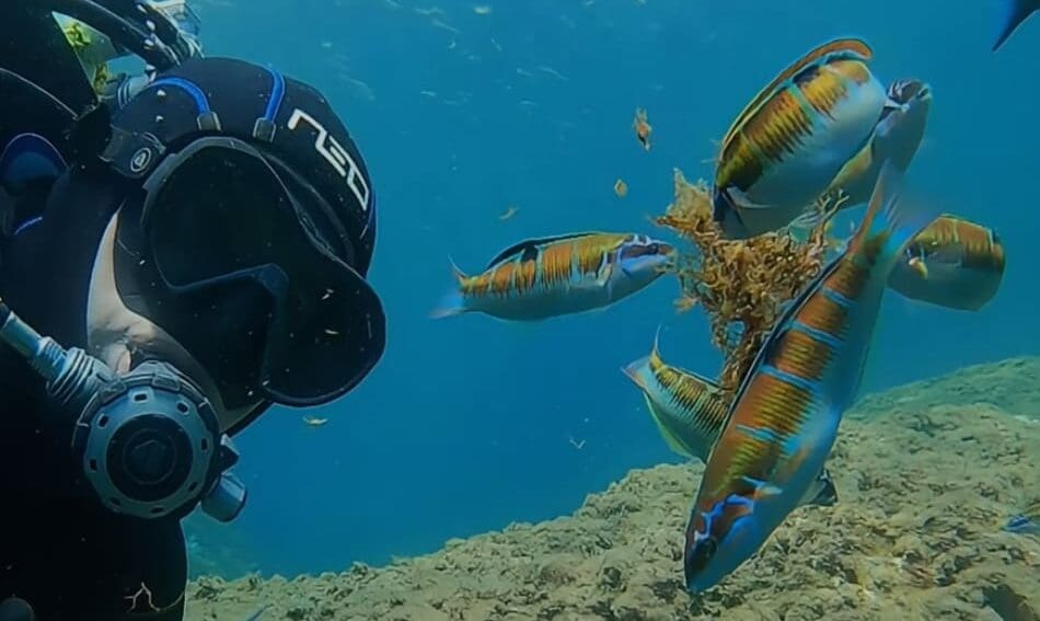 | BUCEO Aqualia La Herradura Bucear en Ka Herradura