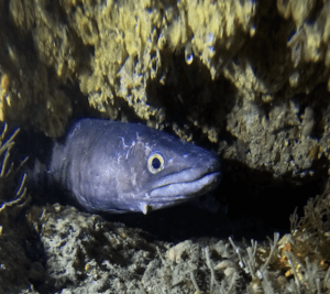 congrio | BUCEO Aqualia La Herradura Congrio - buceo la herradura